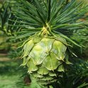 Cunninghamia lanceolata fruit
